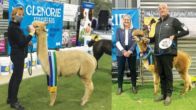 Local Alpacas Steal the Show