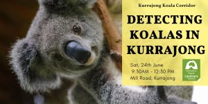 Detecting Koala in Kurrajong by the Hawkesbury-Nepean Landcare Network