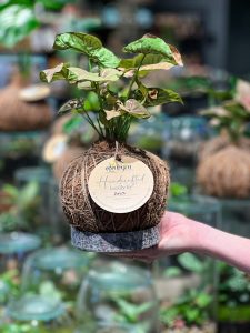 Eden Gardens Kokedama