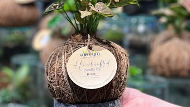 Eden Gardens Kokedama