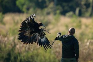 Falconry at the Winterfest Sydney Medieval Fair
