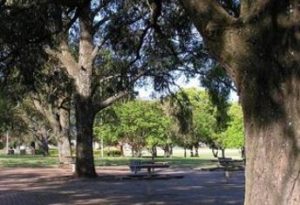 McQuade Park trees