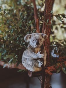 Tracking Koalas with the Hawkesbury-Nepean Landcare Network