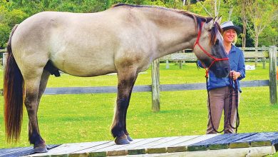Horse Agility