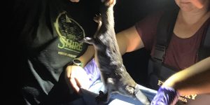 Cattai Hills Environment Network platypus