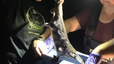 Cattai Hills Environment Network platypus