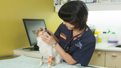 80% of dogs Have Dental Disease by 3 years