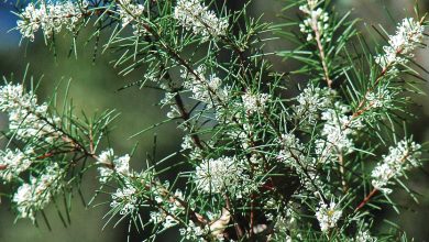 Hidden in the Hills: Silky Needle Bush
