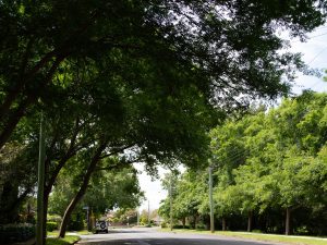 Hawkesbury City Draft Urban Greening Strategy