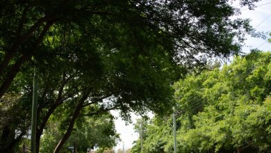 Hawkesbury City Draft Urban Greening Strategy