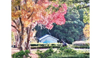 Autumn Colour In The ‘Hood
