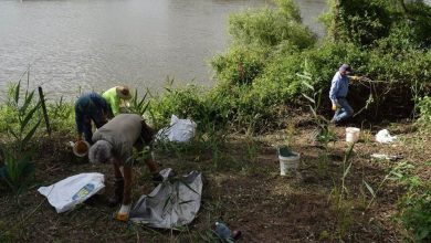 Hawkesbury Bushcare in July