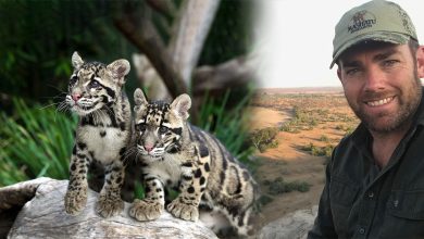 Wild Cats Find Sanctuary in the Hawkesbury
