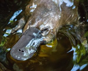 Storytelling about Platypus in The Hills