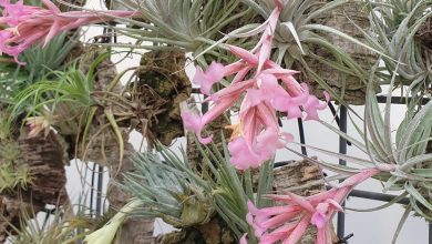 Australia’s Spring Show