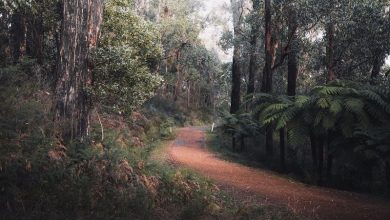 Nature Heals talk in Hawkesbury Central Library