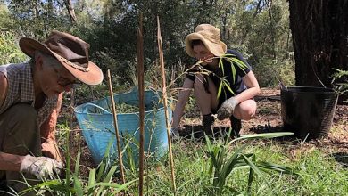 Wildlife Working Bee gardeners