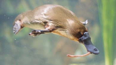 Pop in a Plant or Two for Platypus