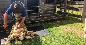 Springtime Shearing at Bella Vista Farm