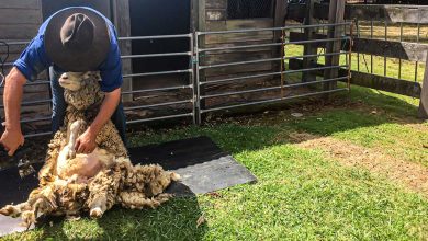 Springtime Shearing at Bella Vista Farm