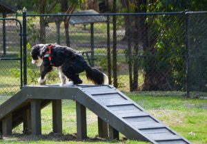 Crestwood Reserve dog park