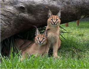 Two caracals at the Wild Cat Conservation Centre