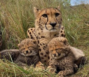 Cheetahs at the Wild Cat Conservation Centre