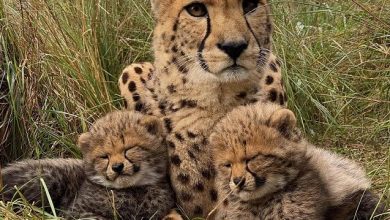 Cheetahs at the Wild Cat Conservation Centre