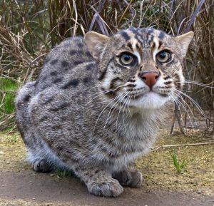 A fishing cat at the Wild Cat Conservation Centre