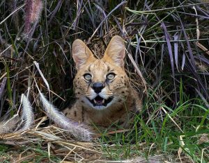 A serval at the Wild Cat Conservation Centre