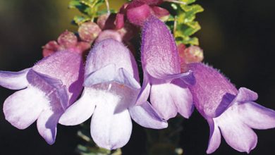 An Eremophila For Every Garden