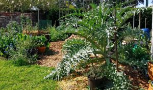 Sydney Edible Garden Trail 2023 Sydney Edible Garden Trail 2023 - Sydney Edible Garden Trail 2023 Corner Block Garden