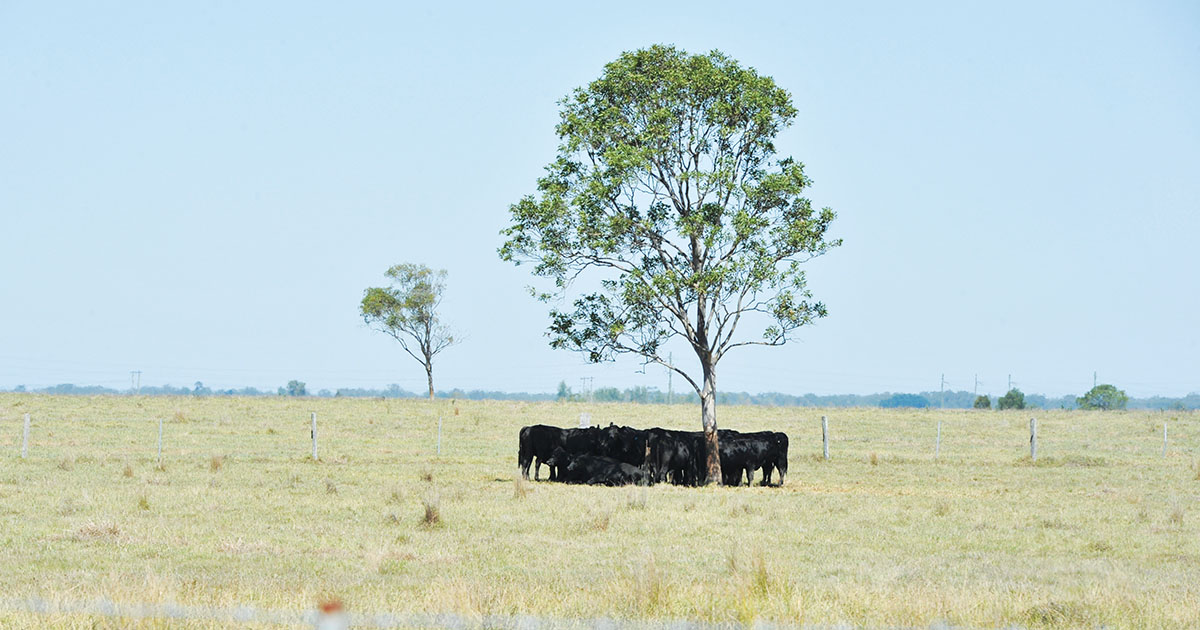 For Animals Kept In Paddocks Without Shade; Summer Isn’t Just Hot, It’s Hell For Animals Kept In Paddocks Without Shade; Summer Isn’t Just Hot, It’s Hell - For Animals Kept In Paddocks Without Shade; Summer Isn’t Just Hot, It’s Hell Heat Stress In Cattle