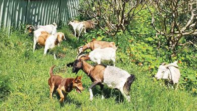 Goat Fire Hazard Reduction-2_