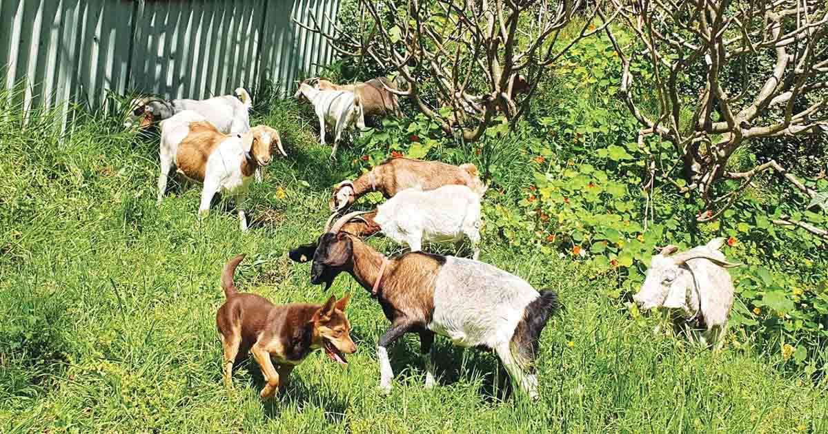 Goat Fire Hazard Reduction – We Are Not Kidding Goat Fire Hazard Reduction – We Are Not Kidding - Goat Fire Hazard Reduction – We Are Not Kidding Goat Fire Hazard Reduction-2_