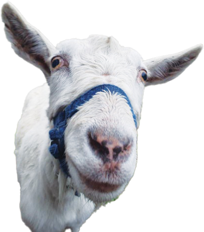 Goat Fire Hazard Reduction – We Are Not Kidding Goat Fire Hazard Reduction – We Are Not Kidding - Goat Fire Hazard Reduction – We Are Not Kidding Goat Fire Hazard Reduction-2_