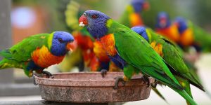 Growing Food for Wildlife