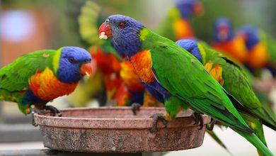 Growing Food for Wildlife