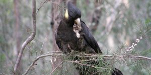 Wildlife Walk and Bushcare