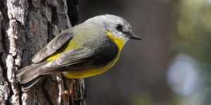 Hawkesbury Bushcare Bird Tour with Eric the Birdman Hawkesbury Bushcare Bird Tour with Eric the Birdman - Hawkesbury Bushcare Bird Tour with Eric the Birdman A Yellow Robin At The Hawkesbury Bushcare Tour