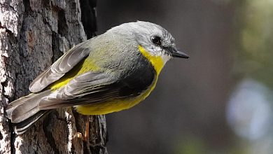 A yellow robin at the Hawkesbury Bushcare Tour