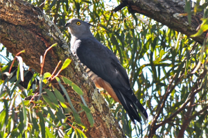 National Bird Week: Bird ID and Photography Workshops National Bird Week: Bird ID and Photography Workshops - National Bird Week: Bird ID and Photography Workshops National Bird Week Bird Id And Photography Workshop