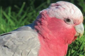 breakfast with birds and birdwatching
