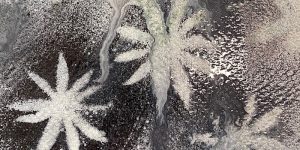 Flannel Flower, Colo Study by Dan Kyle