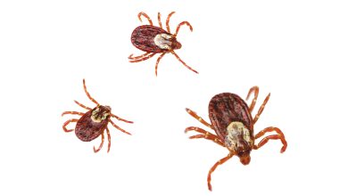 tick season