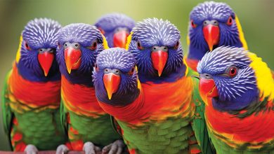 Rainbow Lorikeet Tops The 10th Annual Aussie Bird Count