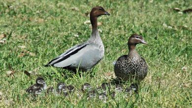 Pacific Black Duck