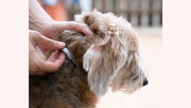 Tick Paralysis and Tick Prevention