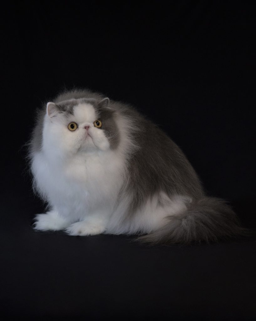 Persian Cat