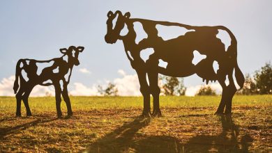 Enjoy a Family Day out on the Kellyville Circuit Metro Walk